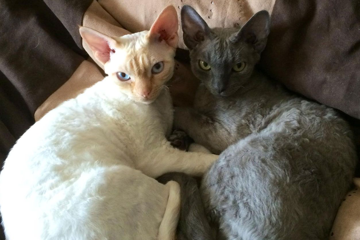Arthur and Henry 2 Devon Rex cats lying next to each other